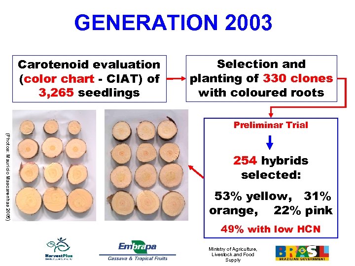 GENERATION 2003 Carotenoid evaluation (color chart - CIAT) of 3, 265 seedlings Selection and