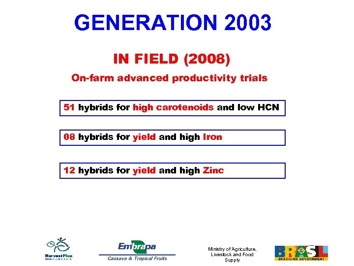 GENERATION 2003 IN FIELD (2008) On-farm advanced productivity trials 51 hybrids for high carotenoids