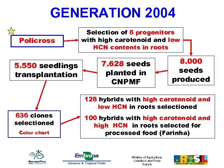 GENERATION 2004 Policross 5. 550 seedlings transplantation 636 clones selectioned Color chart Selection of