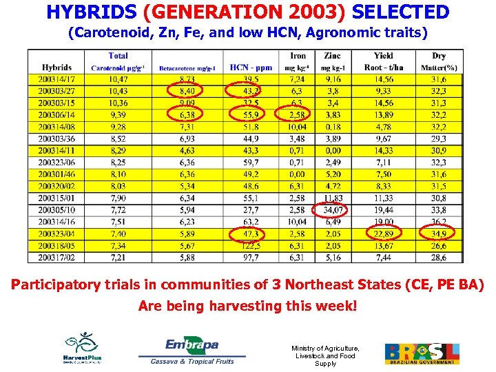 HYBRIDS (GENERATION 2003) SELECTED (Carotenoid, Zn, Fe, and low HCN, Agronomic traits) Participatory trials
