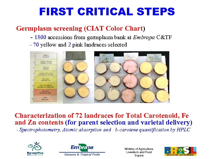 FIRST CRITICAL STEPS Germplasm screening (CIAT Color Chart) - 1800 accessions from germplasm bank