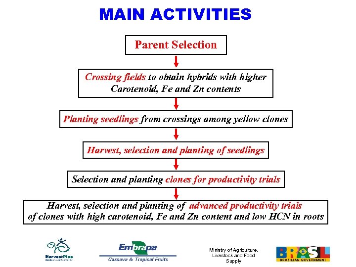 MAIN ACTIVITIES Parent Selection Crossing fields to obtain hybrids with higher Carotenoid, Fe and