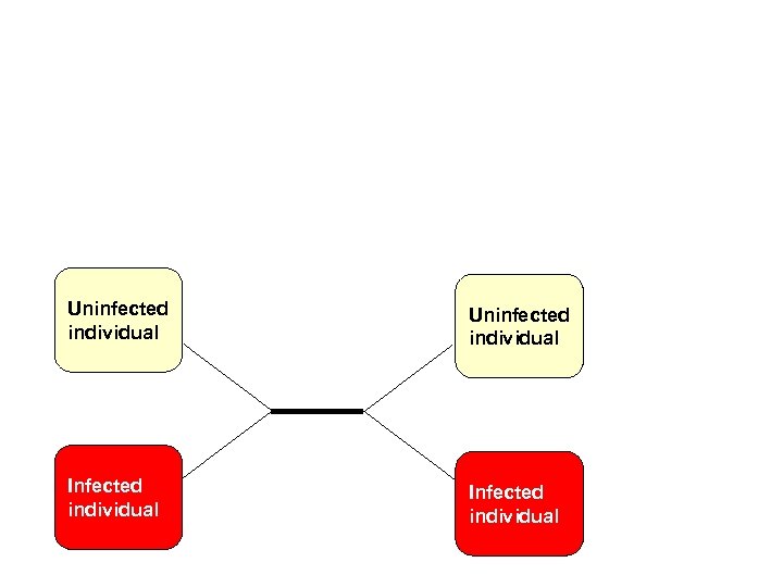 Uninfected individual Infected individual 