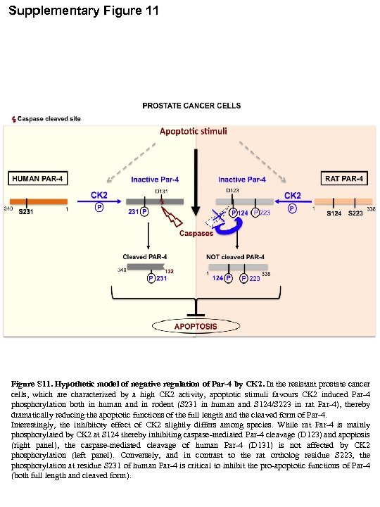 Supplementary Figure 11 Figure S 11. Hypothetic model of negative regulation of Par-4 by