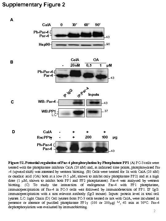 Supplementary Figure 2 A Cal. A 0 30’ 60’ 90’ Ph-Par-4 43 Hsp 90