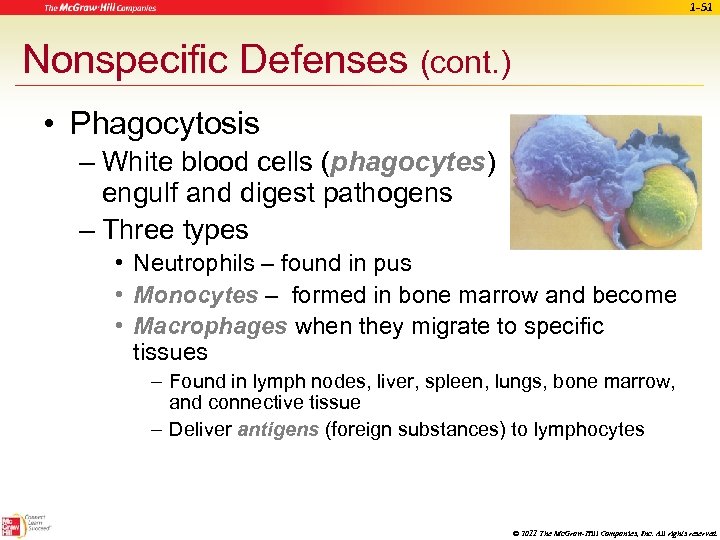 1 -51 Nonspecific Defenses (cont. ) • Phagocytosis – White blood cells (phagocytes) engulf