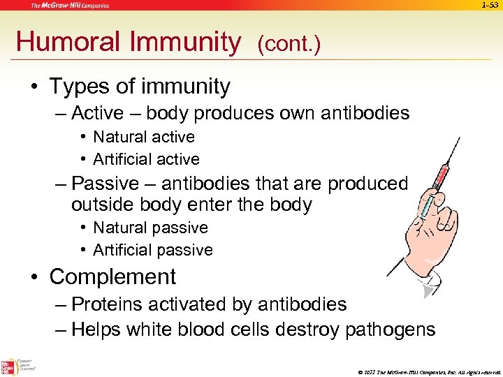 1 -53 Humoral Immunity (cont. ) • Types of immunity – Active – body