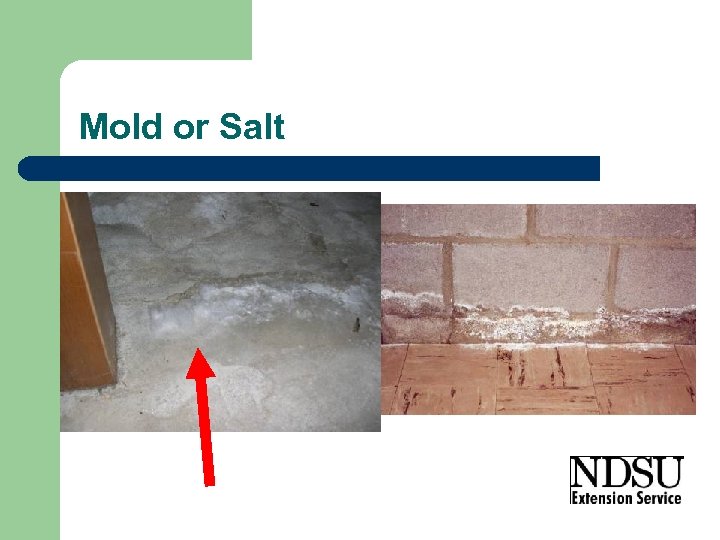 Mold or Salt 