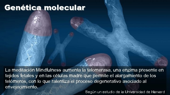 Genética molecular La meditación Mindfulness aumenta la telomerasa, una enzima presente en tejidos fetales