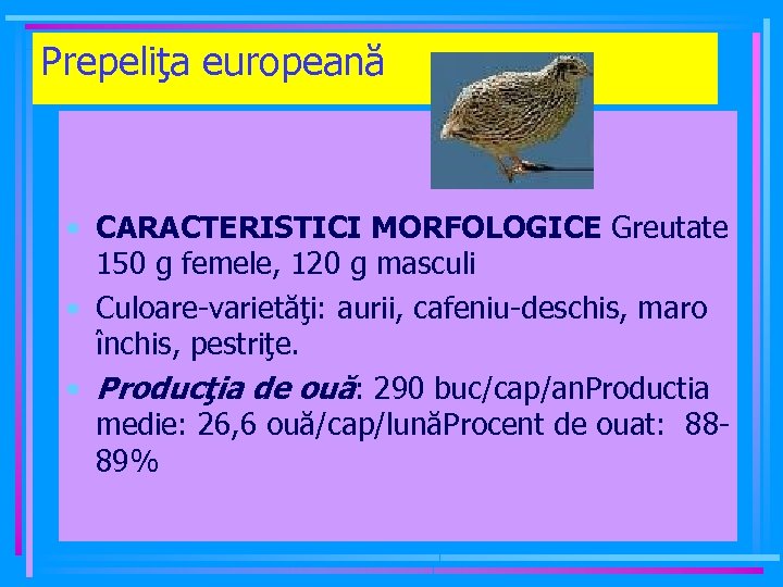 Prepeliţa europeană • CARACTERISTICI MORFOLOGICE Greutate 150 g femele, 120 g masculi • Culoare-varietăţi: