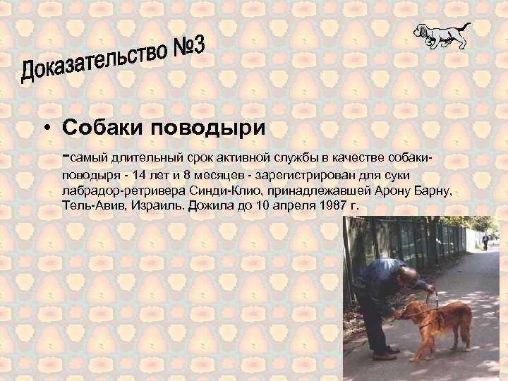  • Собаки поводыри -самый длительный срок активной службы в качестве собакиповодыря - 14