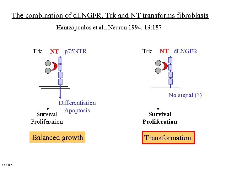 The combination of d. LNGFR, Trk and NT transforms fibroblasts Hantzopoulos et al. ,