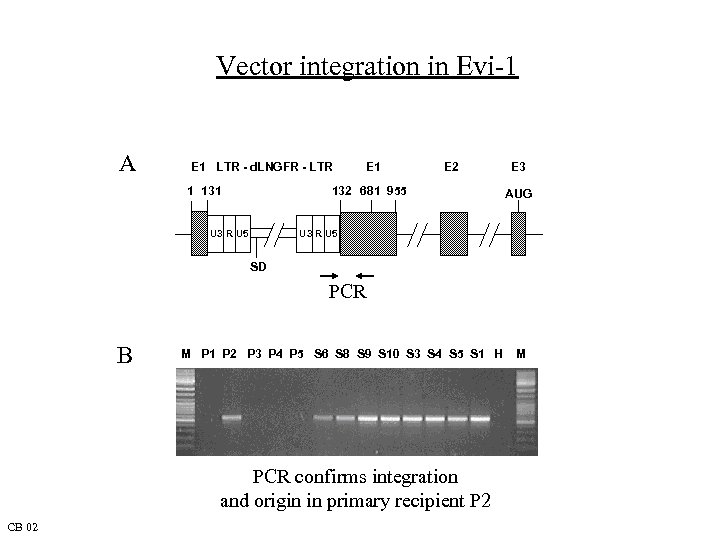 Vector integration in Evi-1 A E 1 LTR - d. LNGFR - LTR 1