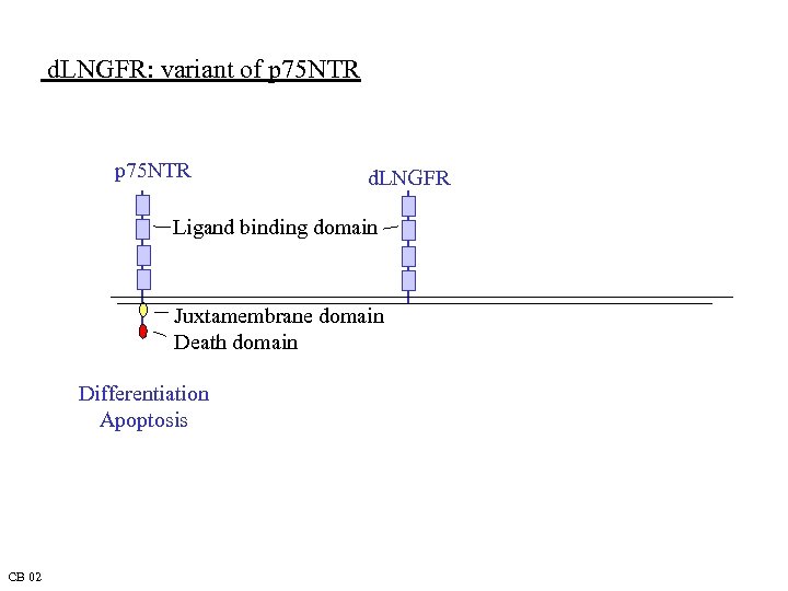 d. LNGFR: variant of p 75 NTR d. LNGFR Ligand binding domain Juxtamembrane domain