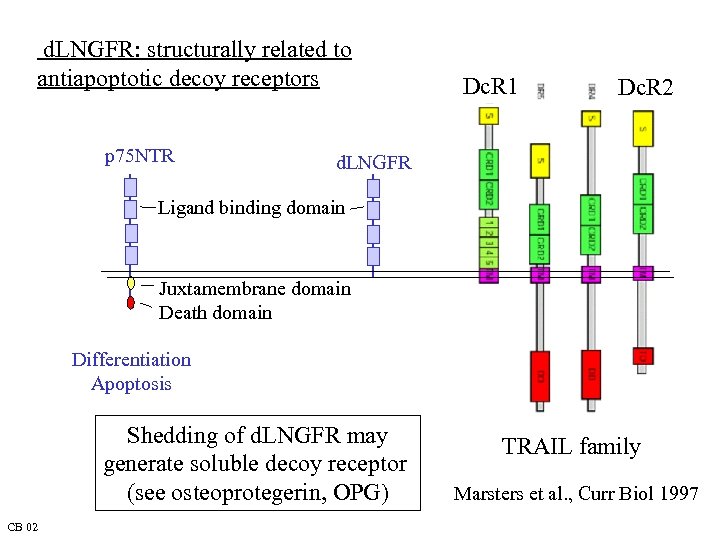 d. LNGFR: structurally related to antiapoptotic decoy receptors p 75 NTR Dc. R 1