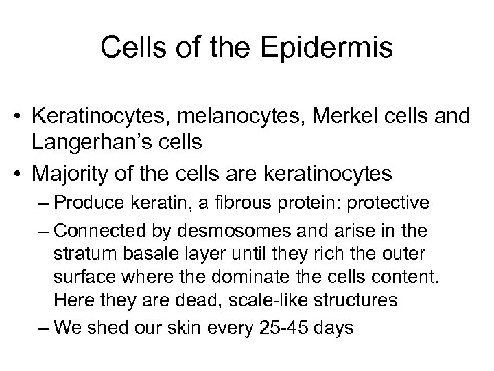 Cells of the Epidermis • Keratinocytes, melanocytes, Merkel cells and Langerhan’s cells • Majority