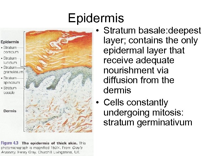 Epidermis • Stratum basale: deepest layer; contains the only epidermal layer that receive adequate