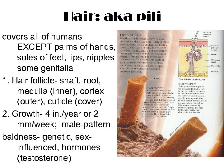 Hair: aka pili covers all of humans EXCEPT palms of hands, soles of feet,