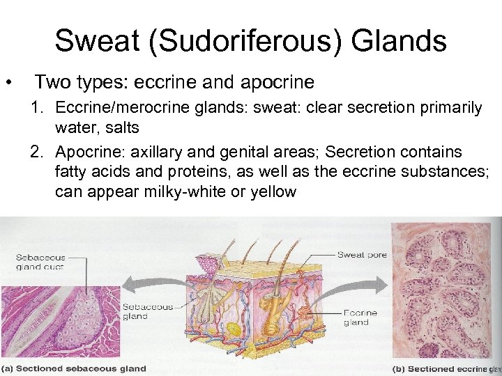 Sweat (Sudoriferous) Glands • Two types: eccrine and apocrine 1. Eccrine/merocrine glands: sweat: clear