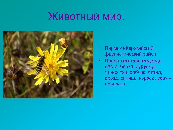 Животный мир. • Пермско-Карагайский фаунистический район. • Представители: медведь, ласка, белка, бурундук, горностай, рябчик,