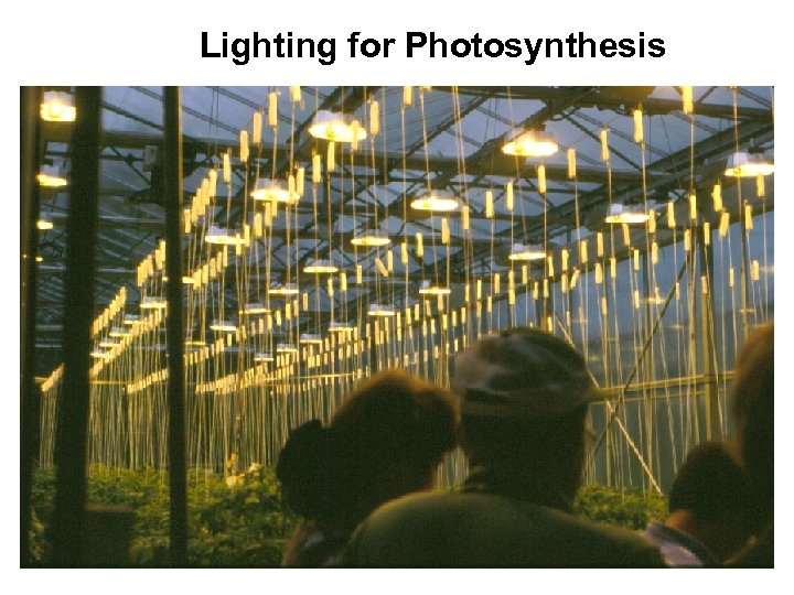 Lighting for Photosynthesis 