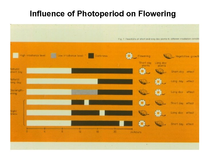 Influence of Photoperiod on Flowering 