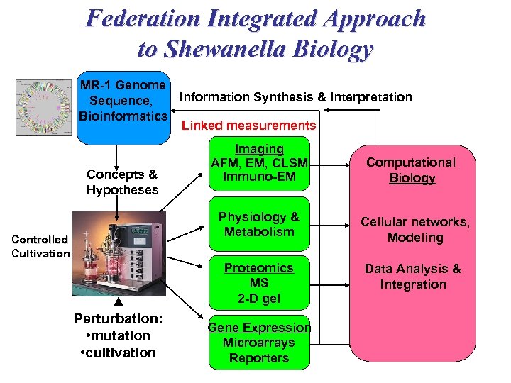 Federation Integrated Approach to Shewanella Biology MR-1 Genome Information Synthesis & Interpretation Sequence, Bioinformatics