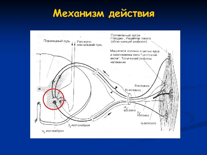 Механизм действия 