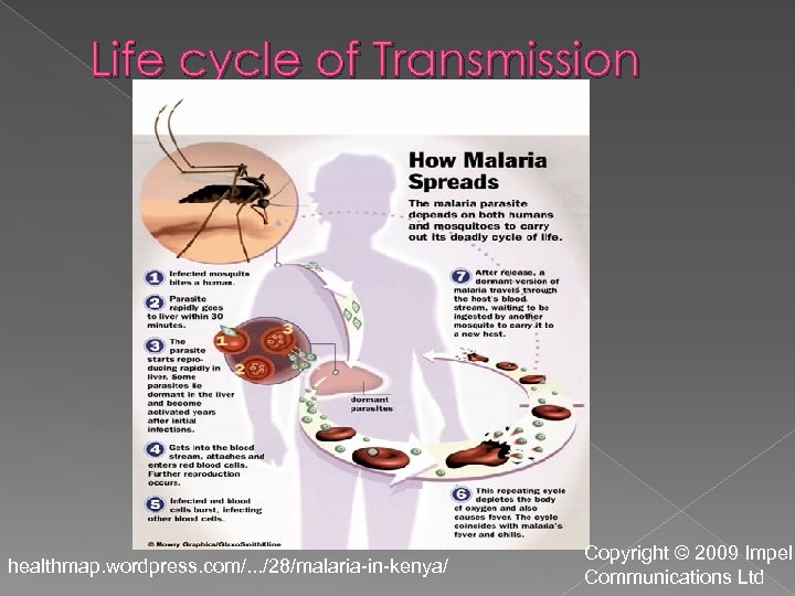 Life cycle of Transmission healthmap. wordpress. com/. . . /28/malaria-in-kenya/ Copyright © 2009 Impel