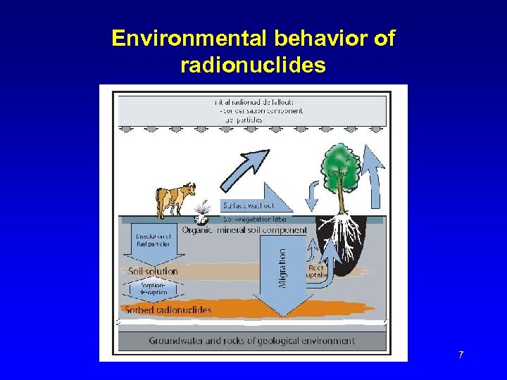 Environmental behavior of radionuclides 7 