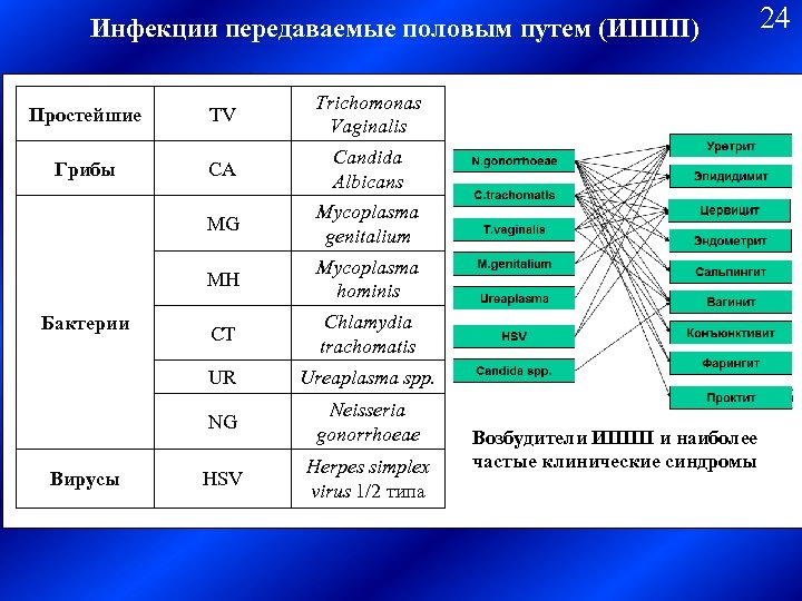 Инфекции передаваемые половым путем (ИППП) Простейшие TV Trichomonas Vaginalis Грибы CA Candida Albicans MG