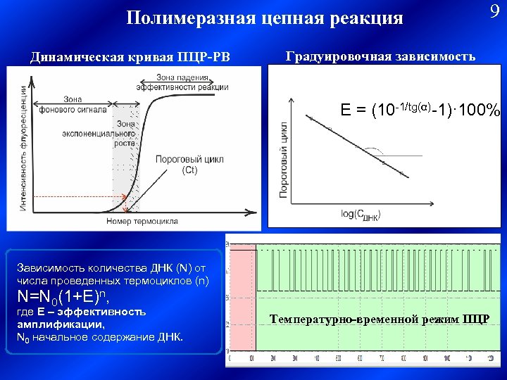Полимеразная цепная реакция Динамическая кривая ПЦР-РВ 9 Градуировочная зависимость E = (10 -1/tg(α)-1)· 100%
