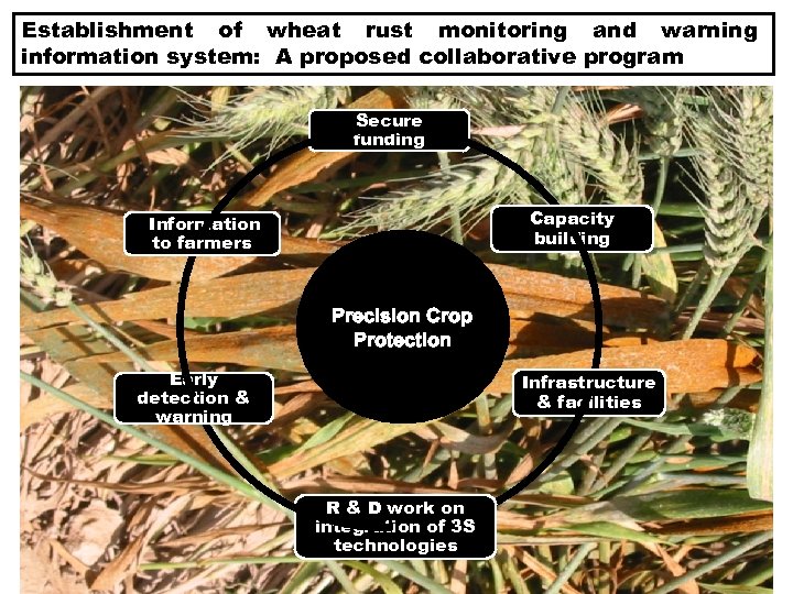 Establishment of wheat rust monitoring and warning information system: A proposed collaborative program Secure