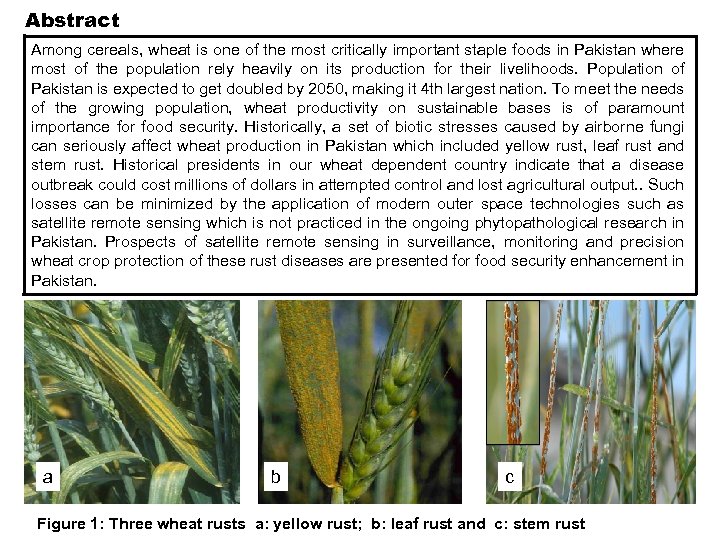 Abstract Among cereals, wheat is one of the most critically important staple foods in