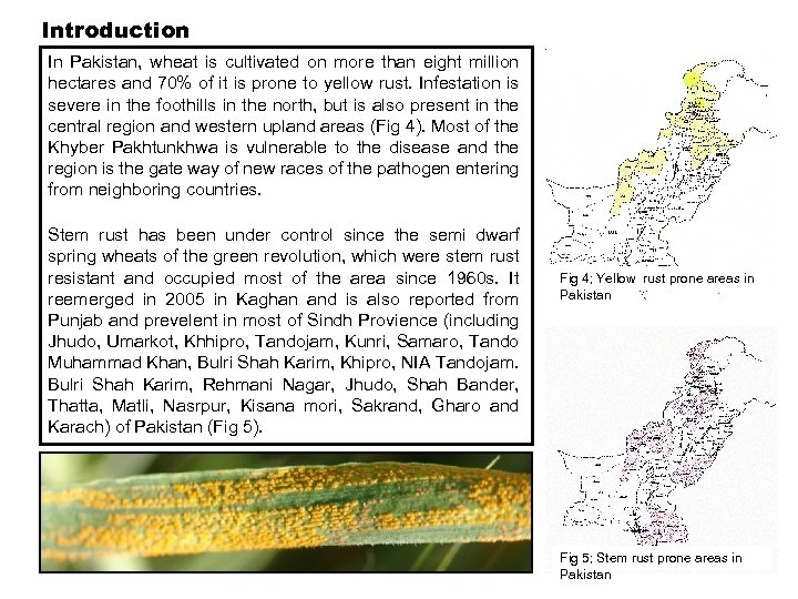 Introduction In Pakistan, wheat is cultivated on more than eight million hectares and 70%