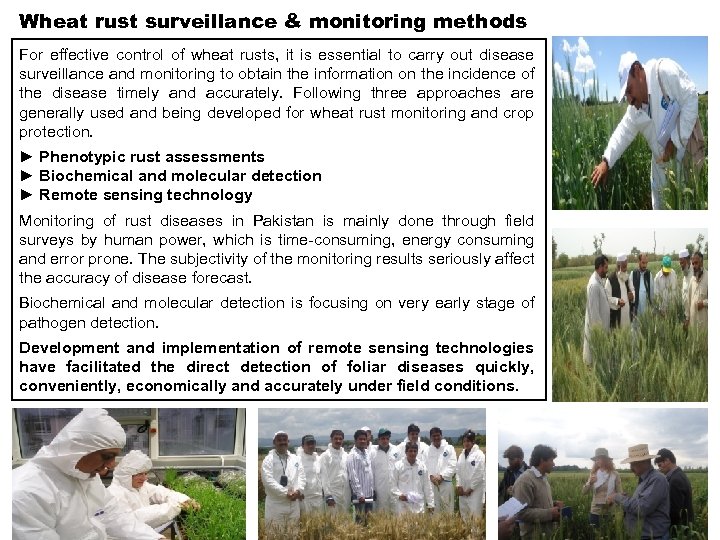 Wheat rust surveillance & monitoring methods For effective control of wheat rusts, it is