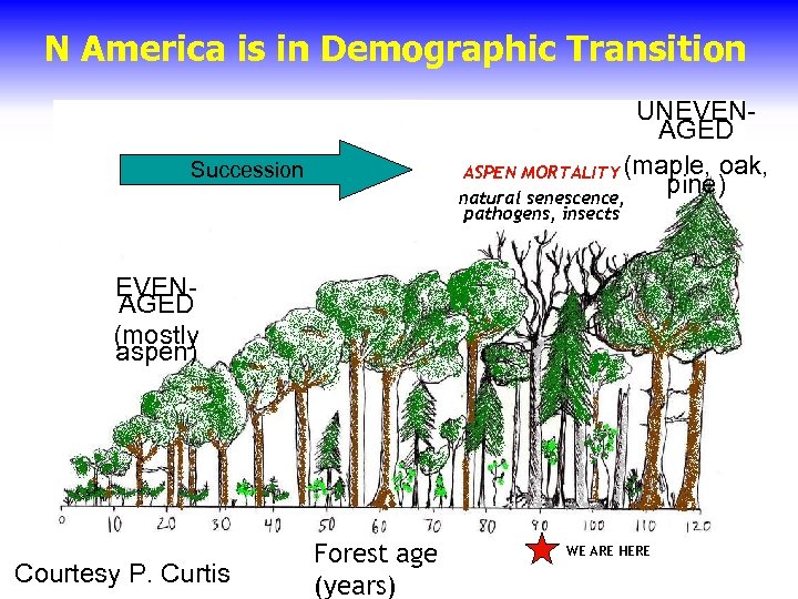 N America is in Demographic Transition UNEVENAGED ASPEN MORTALITY (maple, oak, pine) natural senescence,