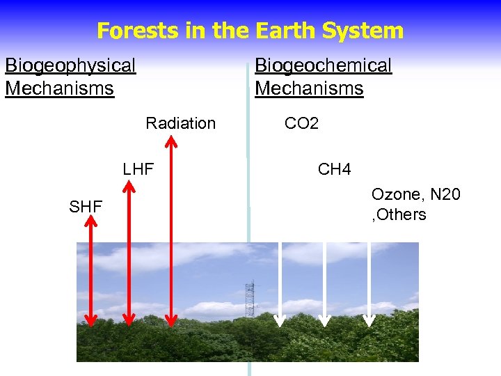 Forests in the Earth System Biogeophysical Mechanisms Biogeochemical Mechanisms Radiation LHF SHF CO 2