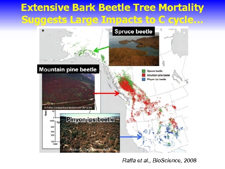 Extensive Bark Beetle Tree Mortality Suggests Large Impacts to C cycle… Raffa et al.