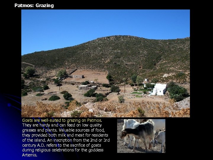 Patmos: Grazing Goats are well-suited to grazing on Patmos. They are hardy and can