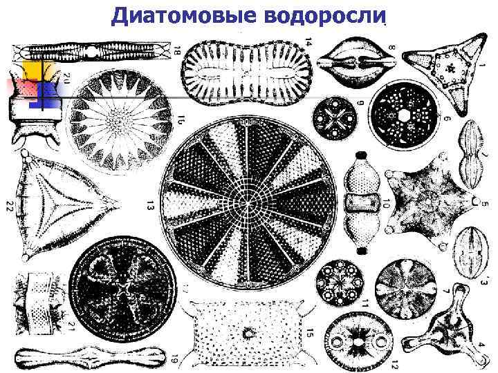 Диатомовые водоросли 