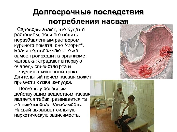 Долгосрочные последствия потребления насвая Садоводы знают, что будет с растением, если его полить неразбавленным