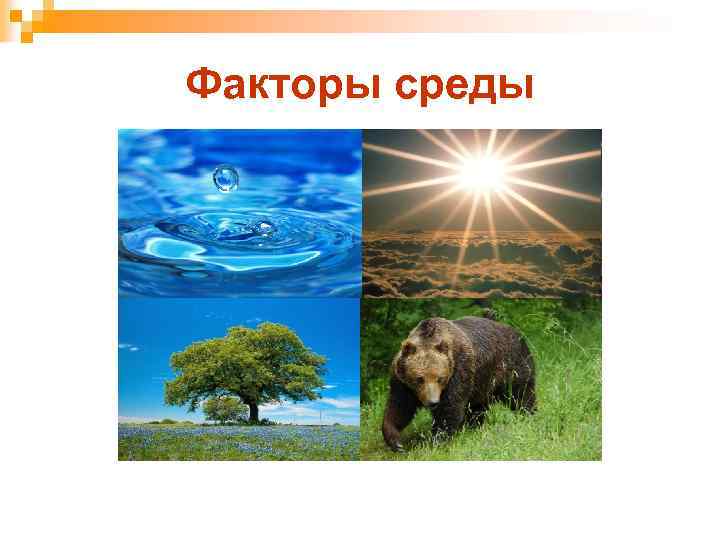 Конспект по теме наземно воздушная среда. Абиотические факторы среды. Абиотические факторы картинки. Абиотические факторы рисунок. Абиотические факторы среды рисунок.