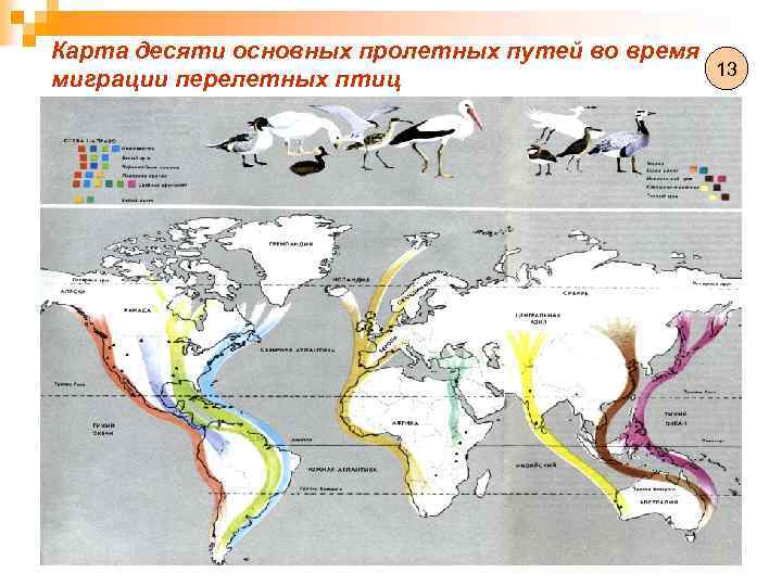 Карта десяти основных пролетных путей во время 13 миграции перелетных птиц 