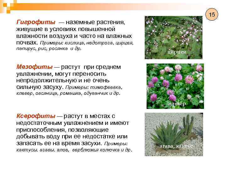 Экологическая группа ксерофиты. Растения мезофиты ксерофиты и. Гигрофиты и ксерофиты. Кислица ксерофит. Гигрофиты растения приспособления.