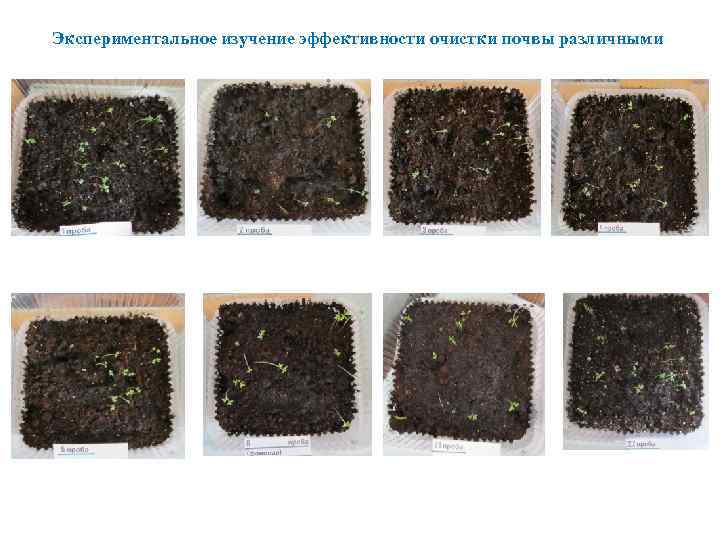 Экспериментальное изучение эффективности очистки почвы различными 