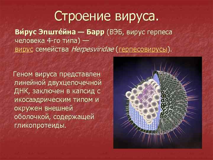 Эпштейна барра вирусная инфекция что. Вирус Эпштейна Барра строение. Вирус Эпштейна-Барр морфология. Морфология вируса Эпштейна Барра. Вирус Эпштейн Барр вирус герпеса.