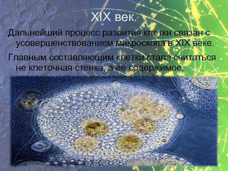 XIX век. Дальнейший процесс развития клетки связан с усовершенствованием микроскопа в XIX веке. Главным
