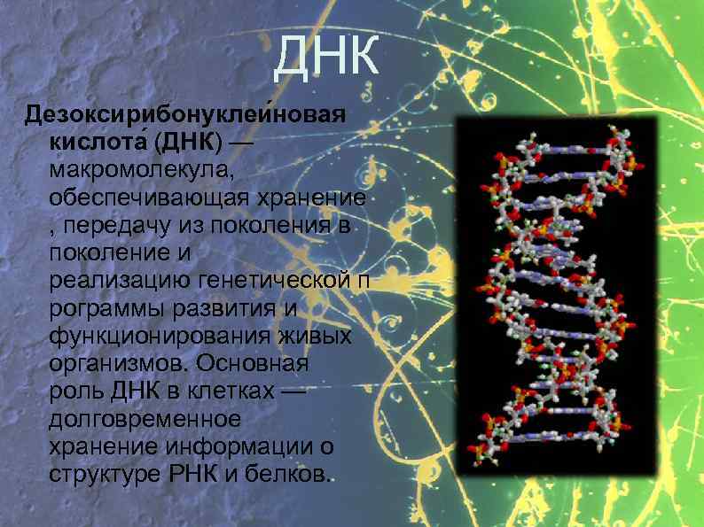 ДНК Дезоксирибонуклеи новая кислота (ДНК) — макромолекула, обеспечивающая хранение , передачу из поколения в