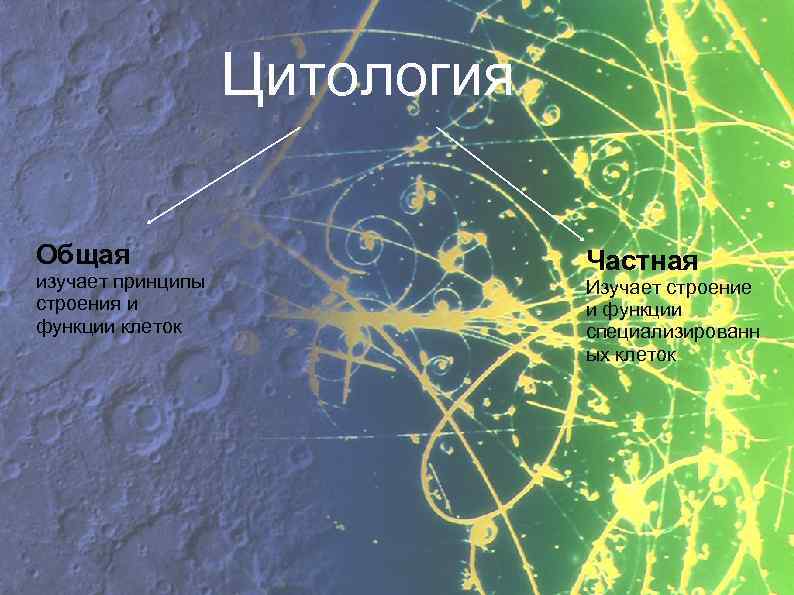 Цитология Общая изучает принципы строения и функции клеток Частная Изучает строение и функции специализированн